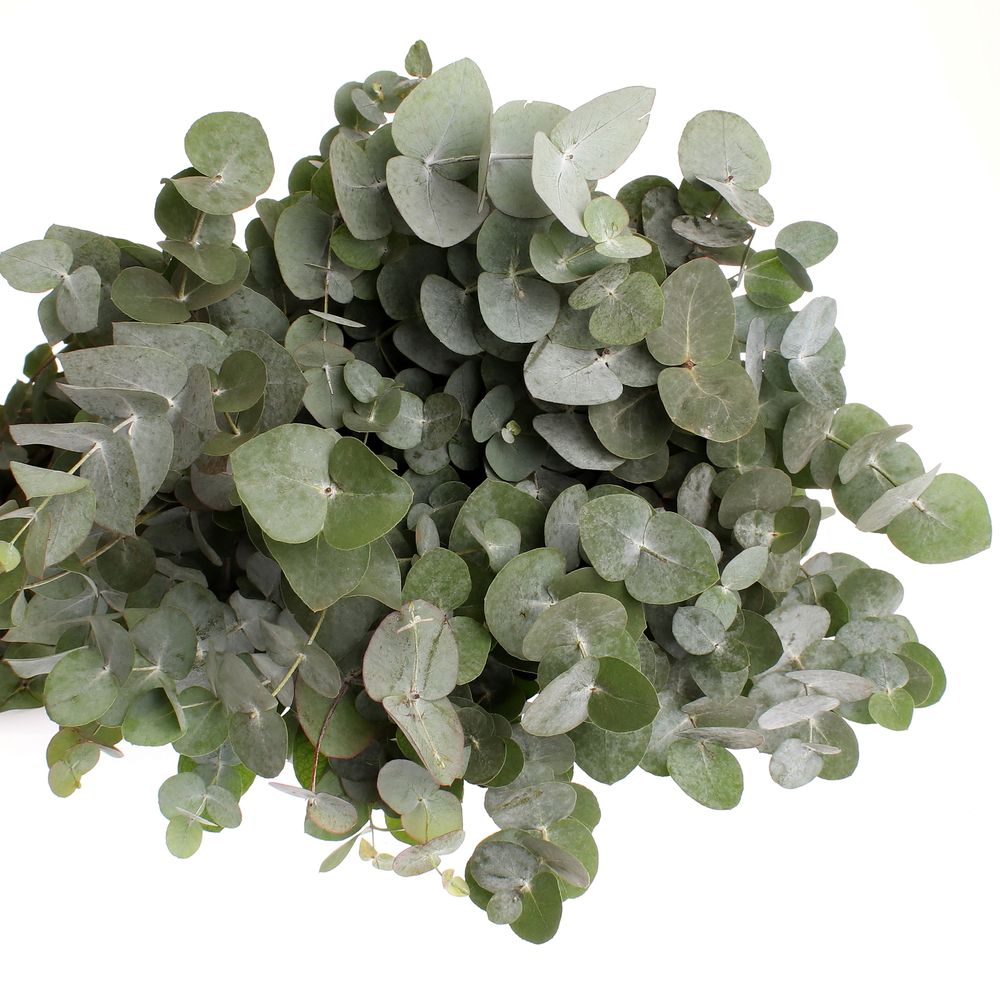 Populus grau Cinerea 100cm (pro stiel)