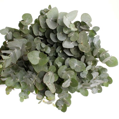 Populus grau Cinerea 100cm (pro stiel)