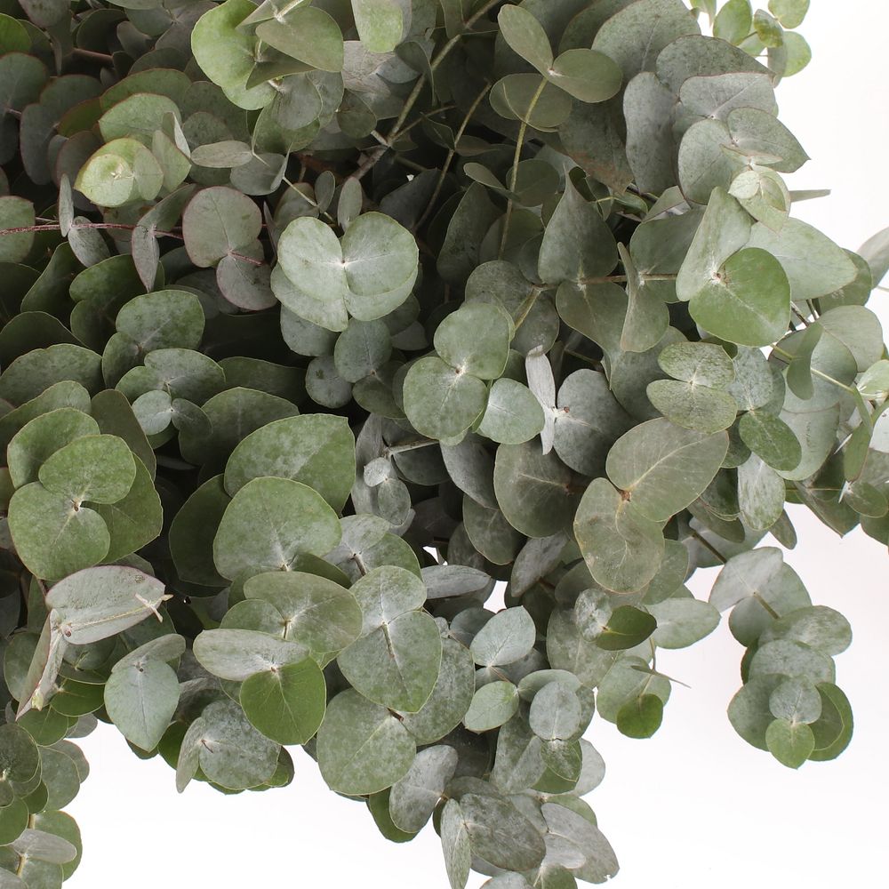 Populus grau Cinerea 100cm (pro stiel)