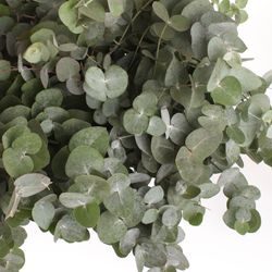 Populus grau Cinerea 100cm (pro stiel)