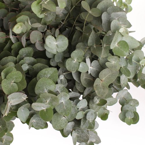 Populus grau Cinerea 100cm (pro stiel)