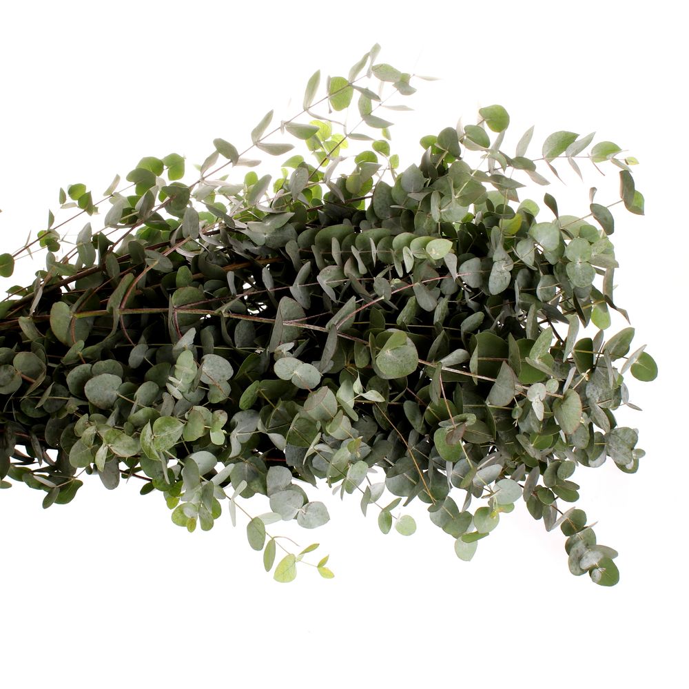 Populus grau Cinerea 100cm (pro stiel)