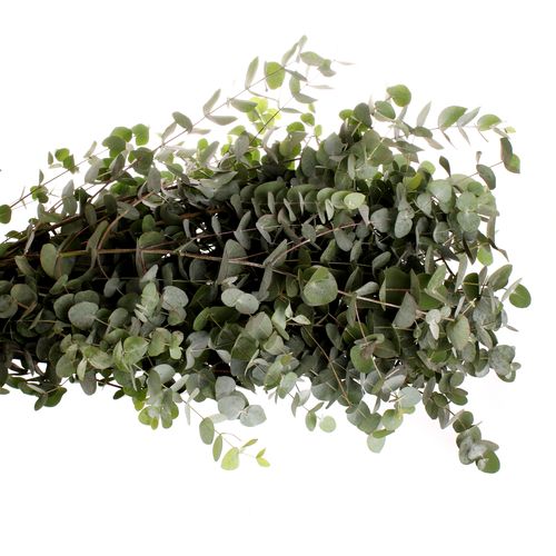 Populus grau Cinerea 100cm (pro stiel)