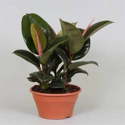 Ficus Elastica Robusta T23 H035