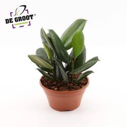 Ficus Elastica Robusta T23 H035