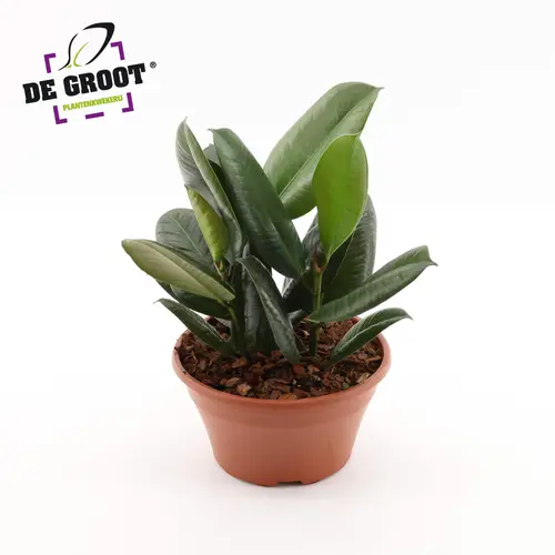 Ficus Elastica Robusta T23 H035