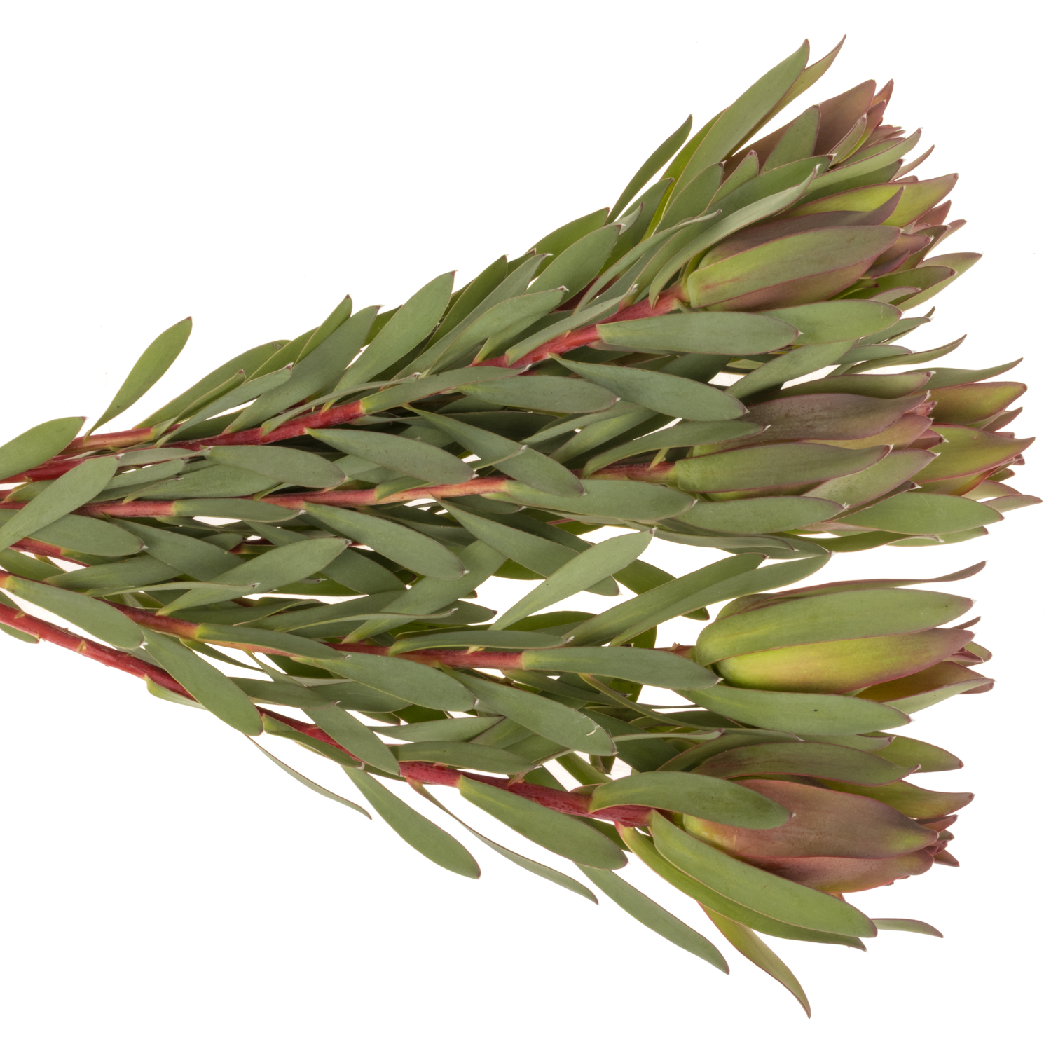 Leucadendron rot/grün Highlight 40cm
