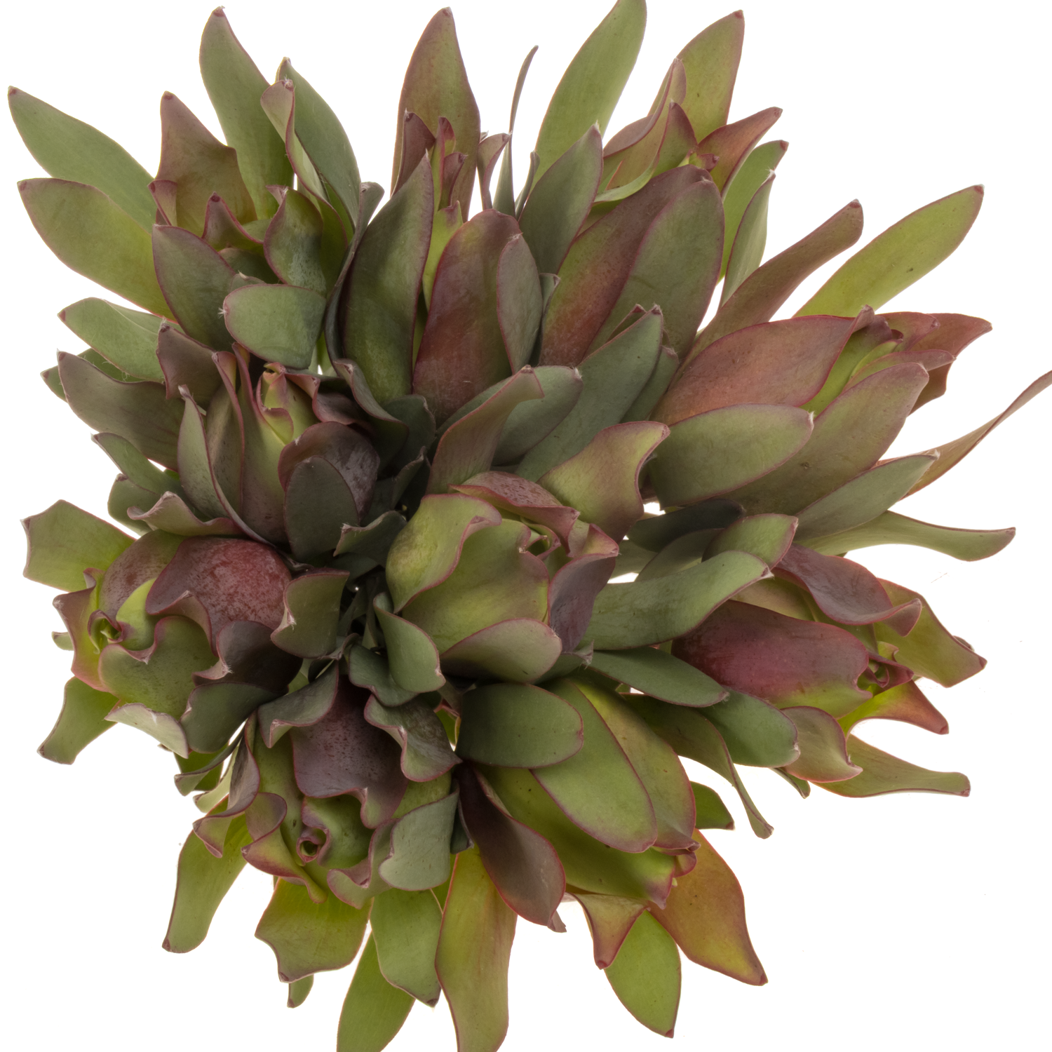 Leucadendron rot/grün Highlight 40cm