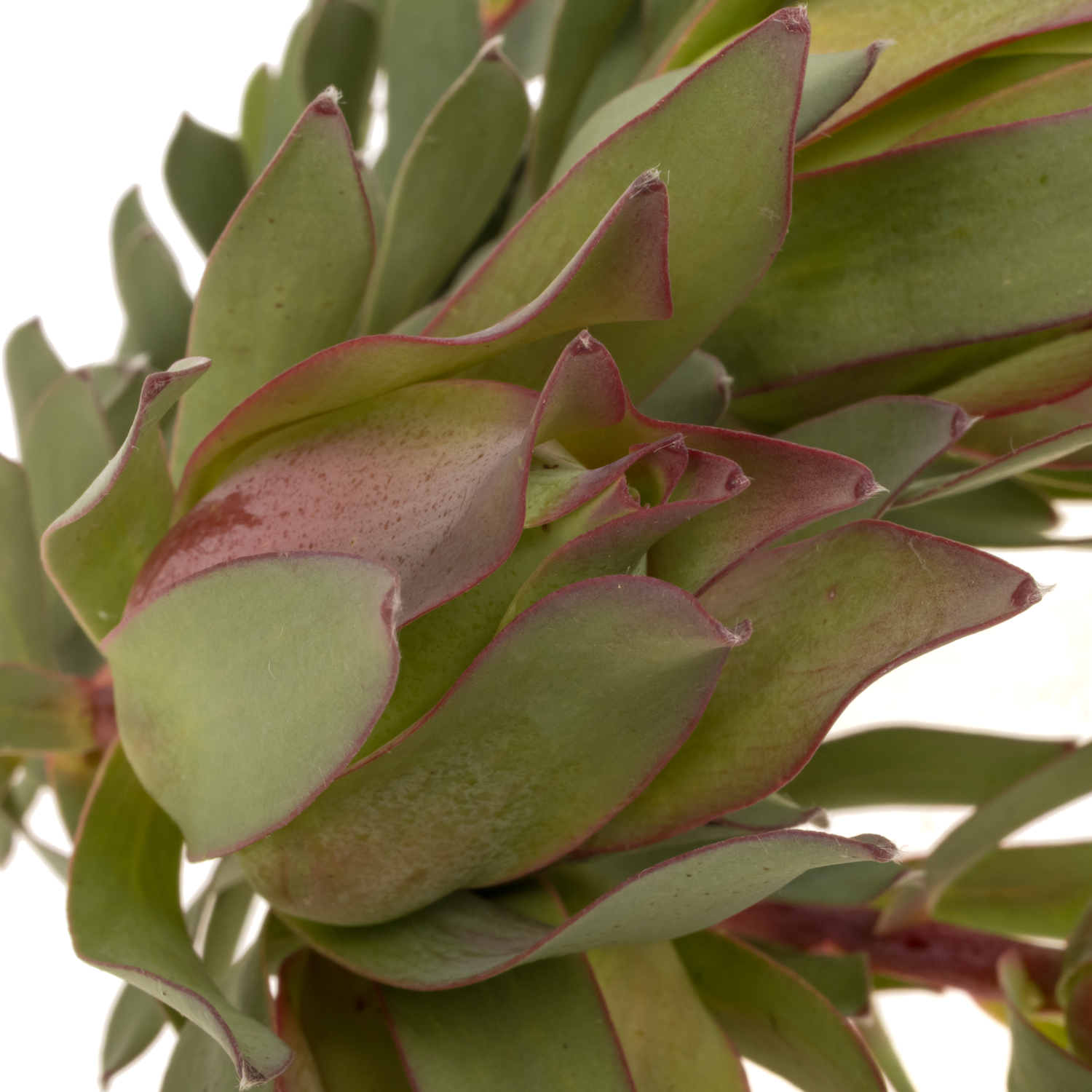Leucadendron rot/grün Highlight 40cm