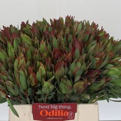 Leucadendron rot/grün Highlight 40cm