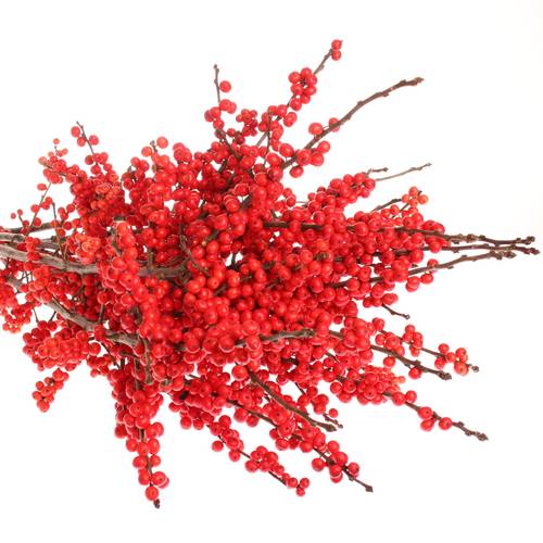 Ilex rot        70cm
