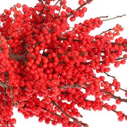 Ilex rot        70cm