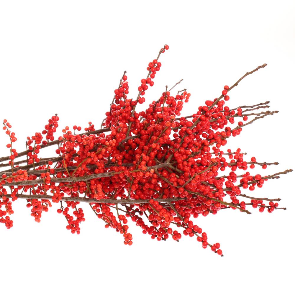 Ilex rot        70cm