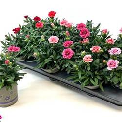 Dianthus mix Schnäppch. Von Uhr T11 H018
