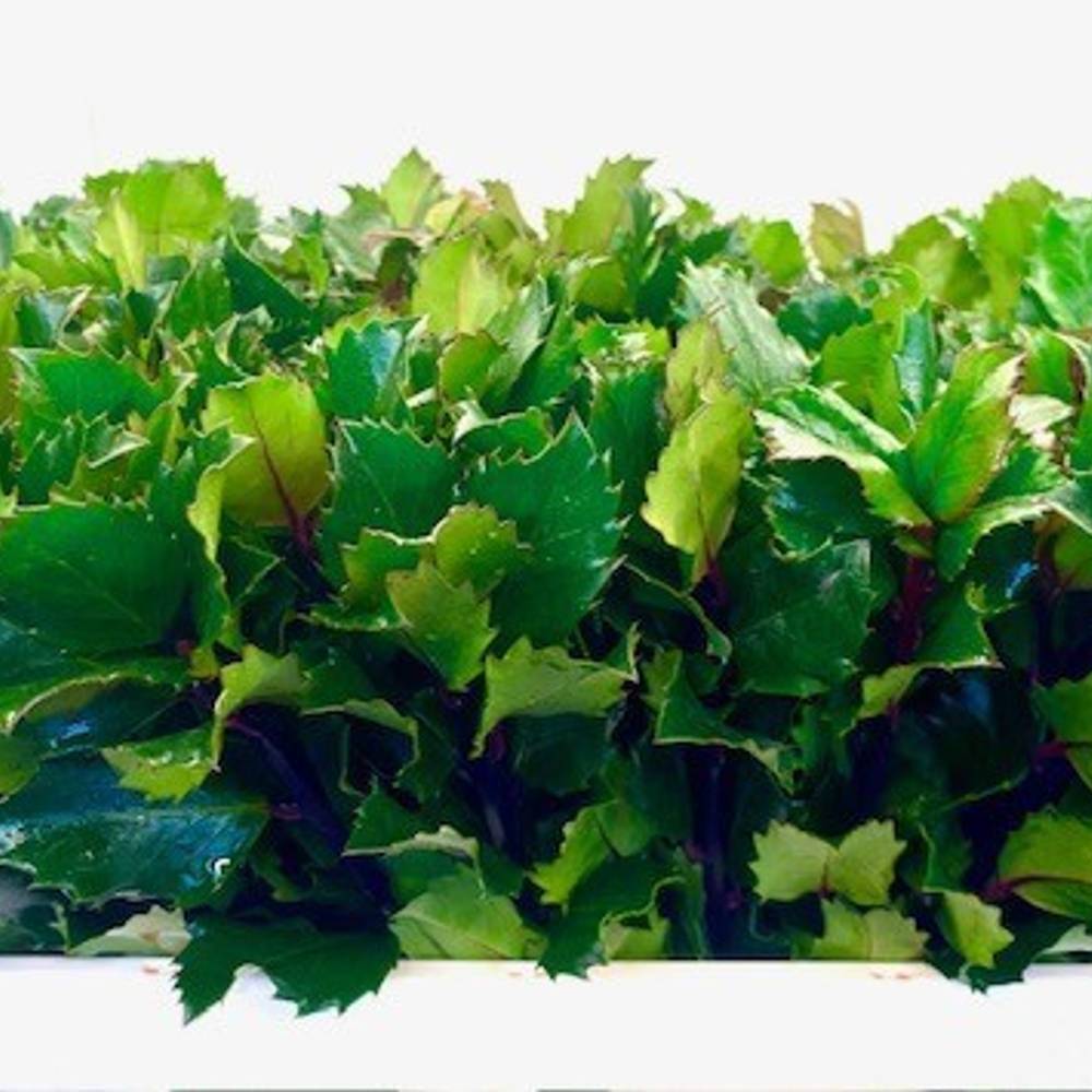 Ilex Blue Prince 35cm