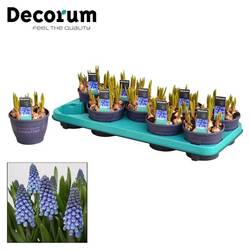 Muscari 10er blau Big Smile T12 H15