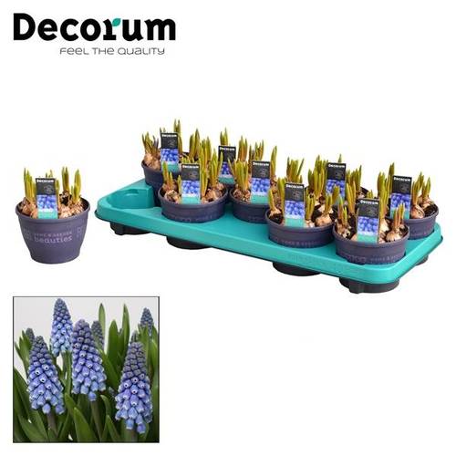 Muscari 10er blau Big Smile T12 H15