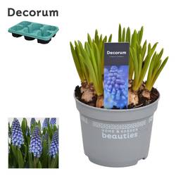Muscari 10er blau Big Smile T12 H15