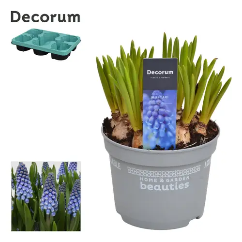 Muscari 10er blau Big Smile T12 H15