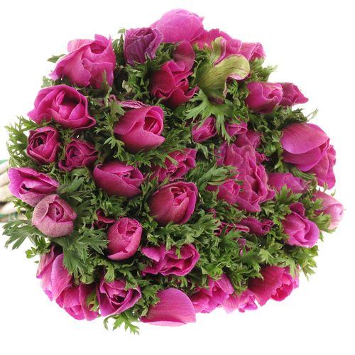 Anemone lila Marianne 40cm