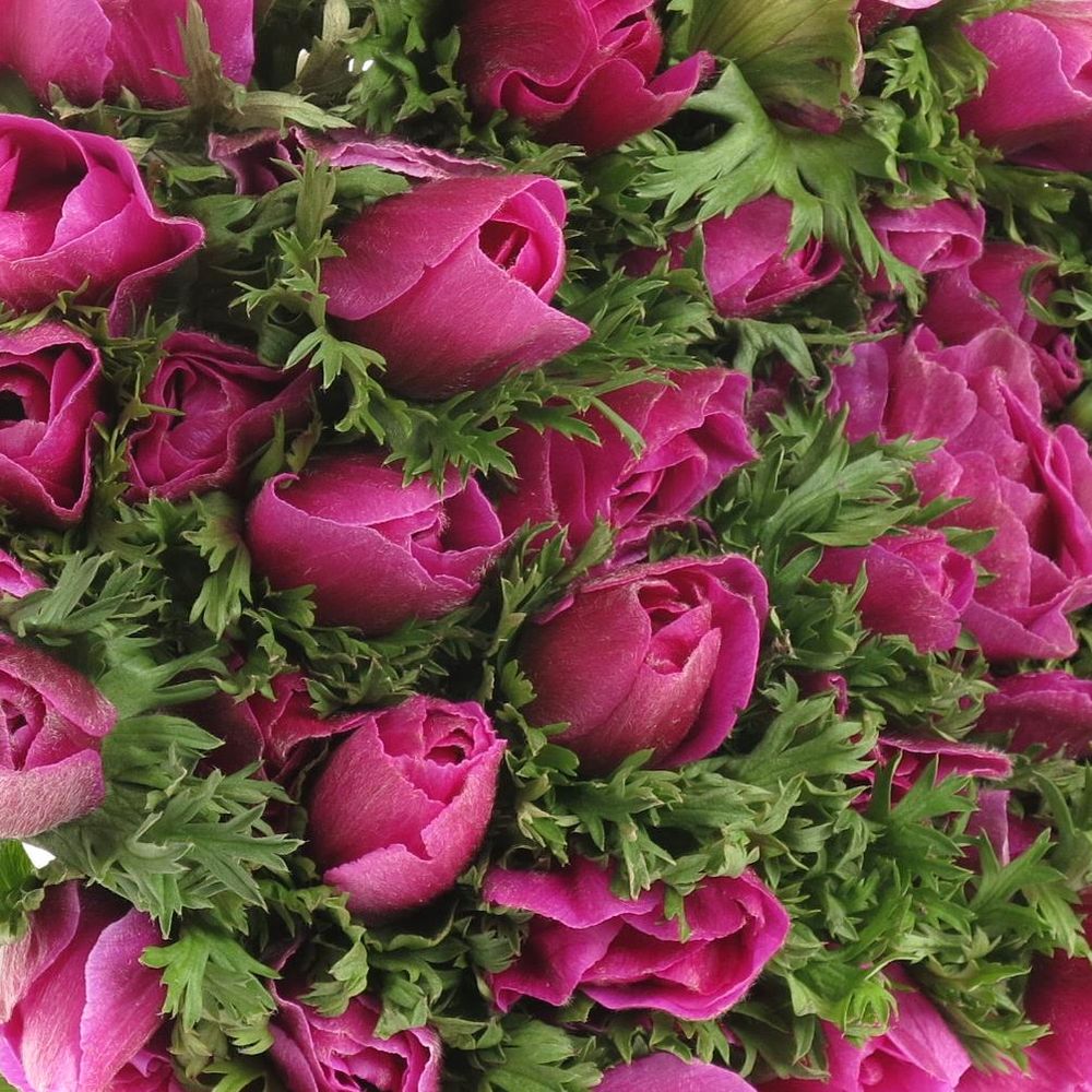 Anemone lila Marianne 40cm