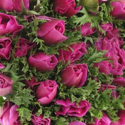 Anemone lila Marianne 40cm