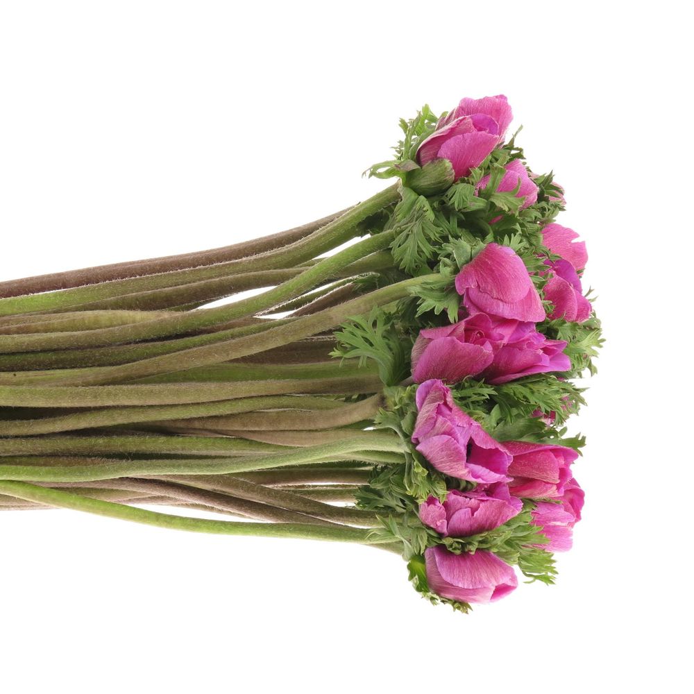 Anemone lila Marianne 40cm