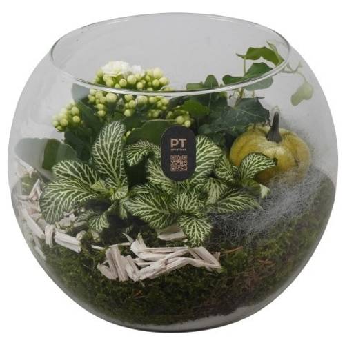 Kal.Arr PTHG8218 Herbst T19 H018