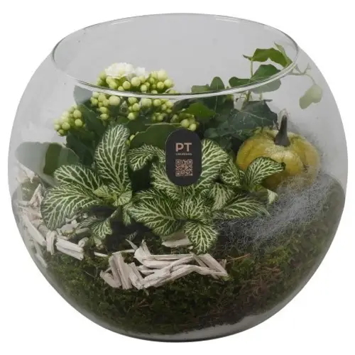 Kal.Arr PTHG8218 Herbst T19 H018