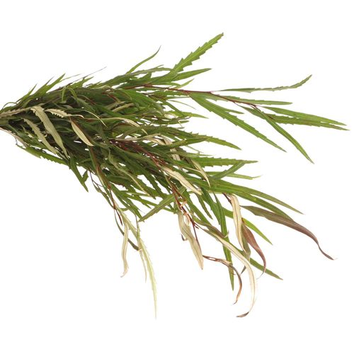 Grivillea grün 200Gramm 70cm
