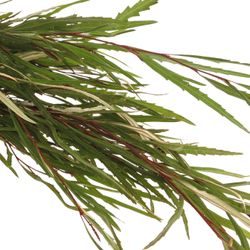 Grivillea grün 200Gramm 70cm