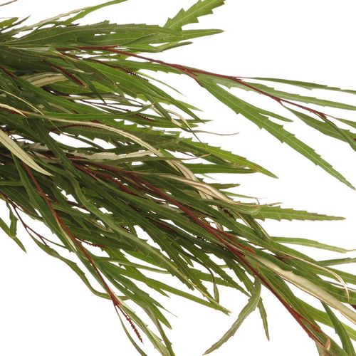 Grivillea grün 200Gramm 70cm