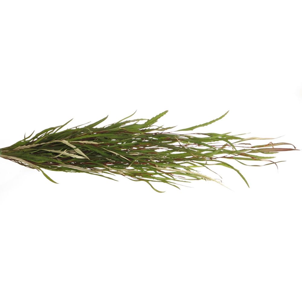 Grivillea grün 200Gramm 70cm