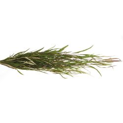 Grivillea grün 200Gramm 70cm