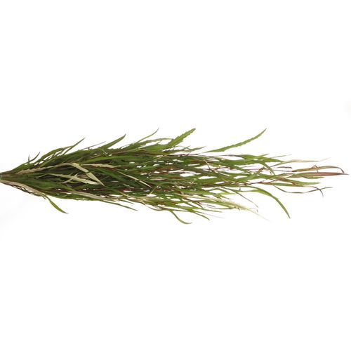 Grivillea grün 200Gramm 70cm