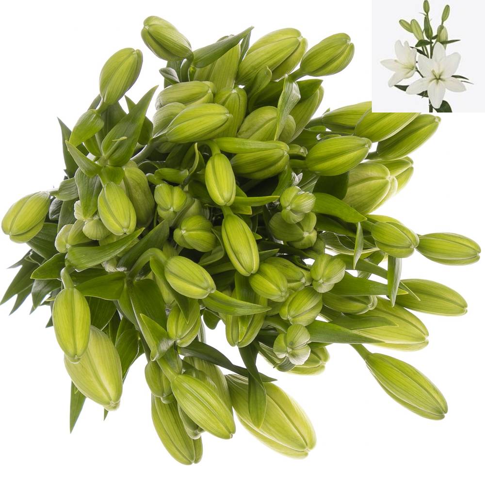 Lilie asiatisch weiss Rodengo 4+Blüte 80cm