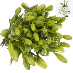 Lilie asiatisch weiss Rodengo 4+Blüte 80cm