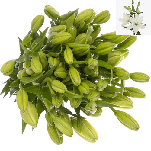 Lilie asiatisch weiss Rodengo 4+Blüte 80cm