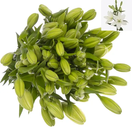 Lilie asiatisch weiss Rodengo 4+Blüte 80cm