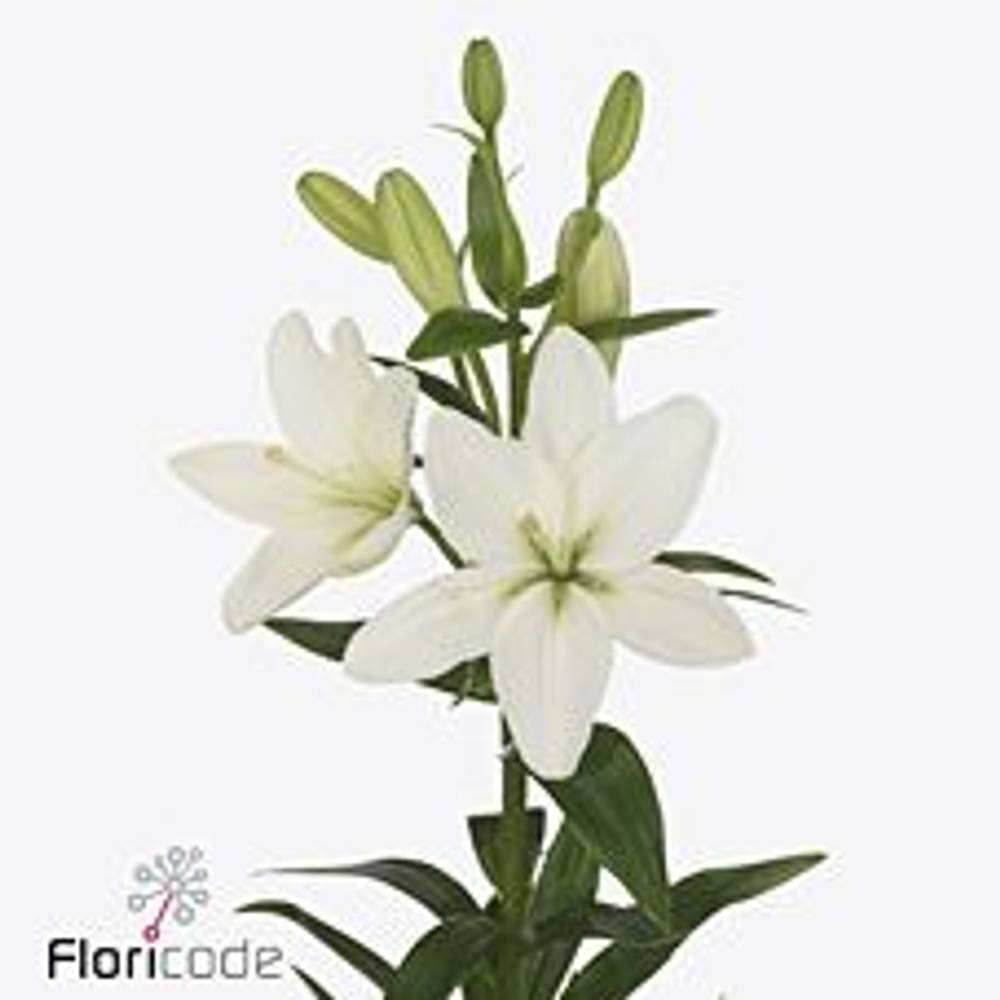 Lilie asiatisch weiss Rodengo 4+Blüte 80cm