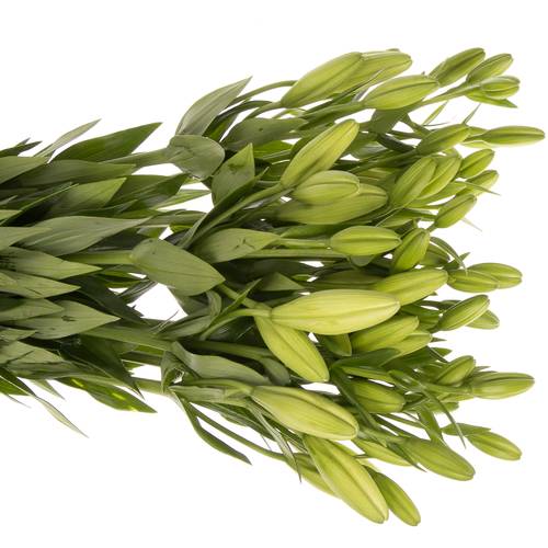 Lilie asiatisch weiss Rodengo 4+Blüte 80cm