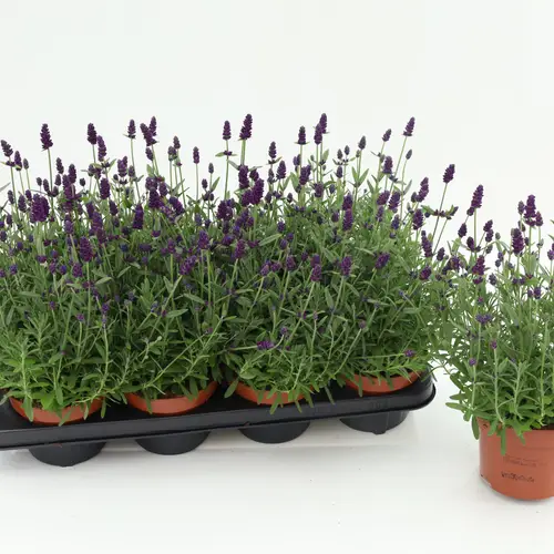 Lavendel Angustifolia violet T13 H030