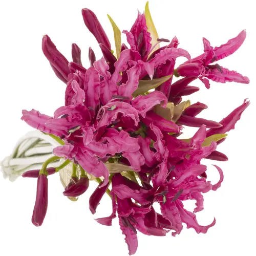 Nerine dunkel rosa Alexandra 80cm