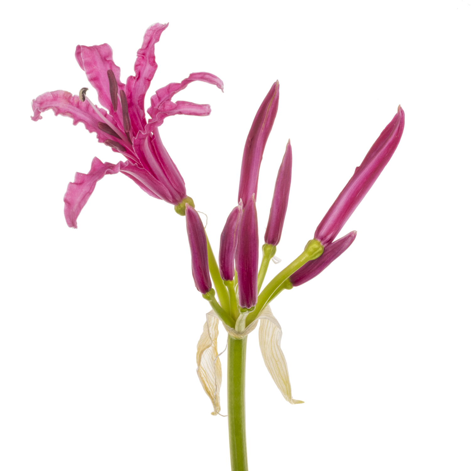 Nerine dunkel rosa Alexandra 80cm