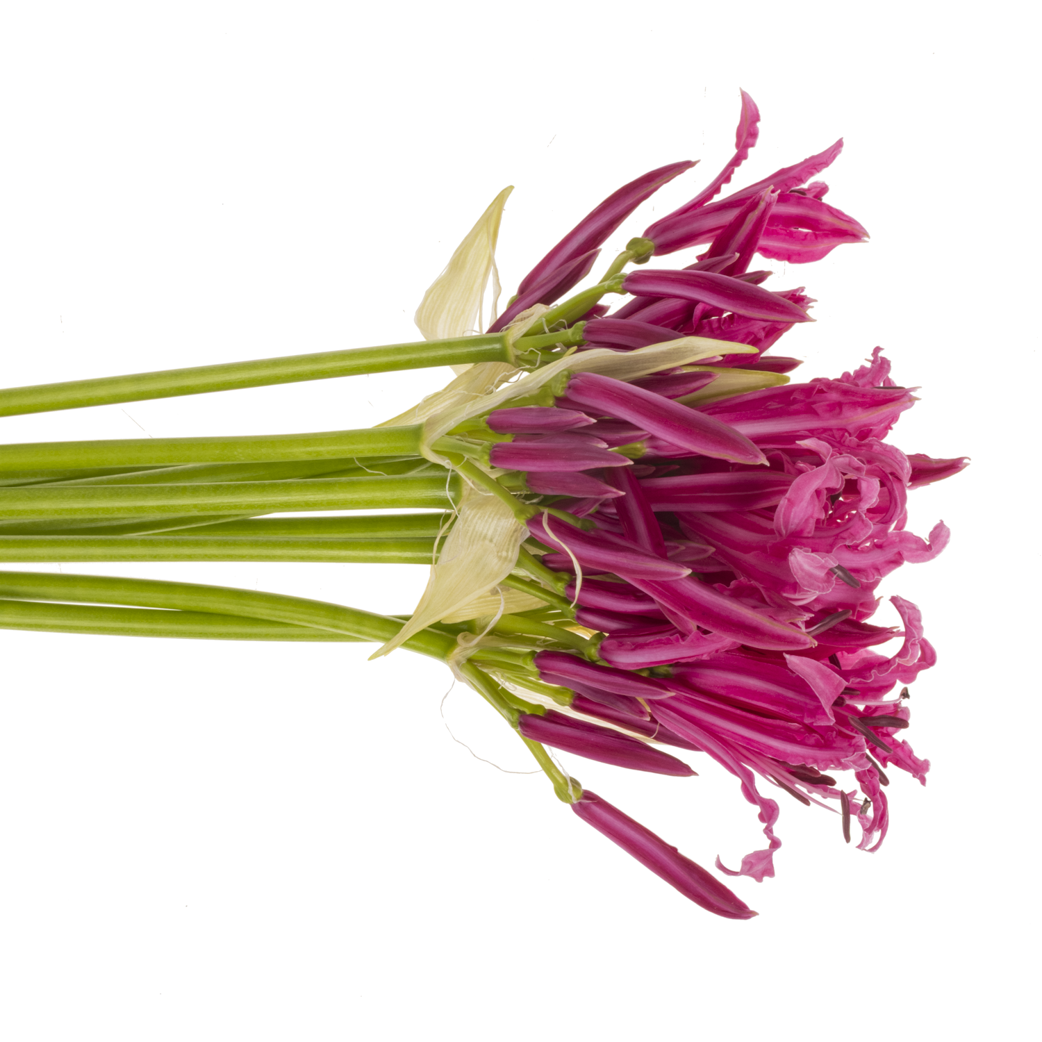 Nerine dunkel rosa Alexandra 80cm