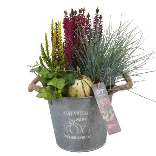 Garten.Arr PTHO4083 Herbst T16 H032