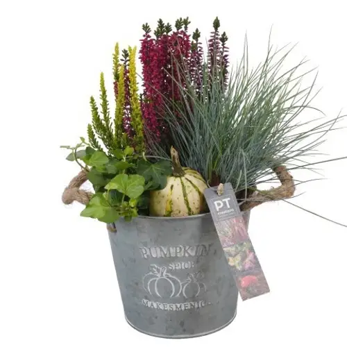 Garten.Arr PTHO4083 Herbst T16 H032