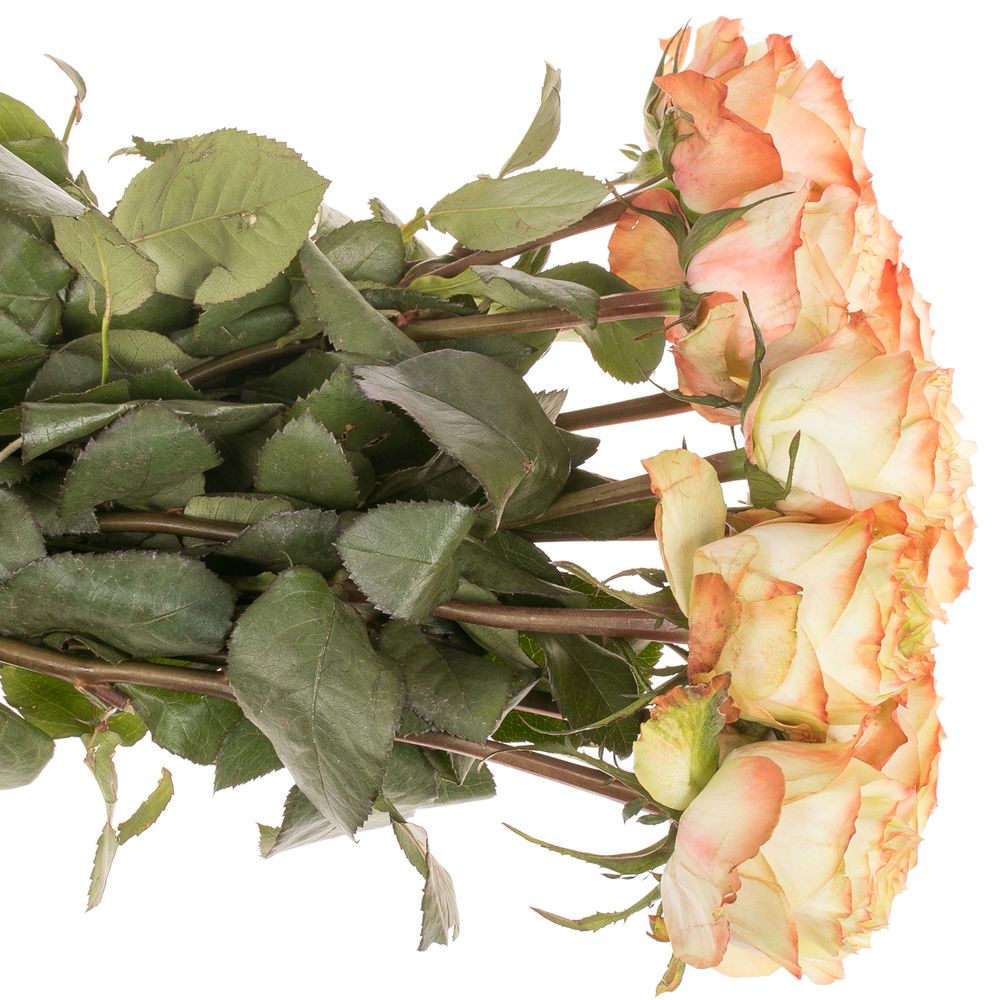 Rose creme/rot Adventure 50cm