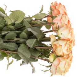 Rose creme/rot Adventure 50cm