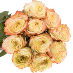 Rose creme/rot Adventure 50cm